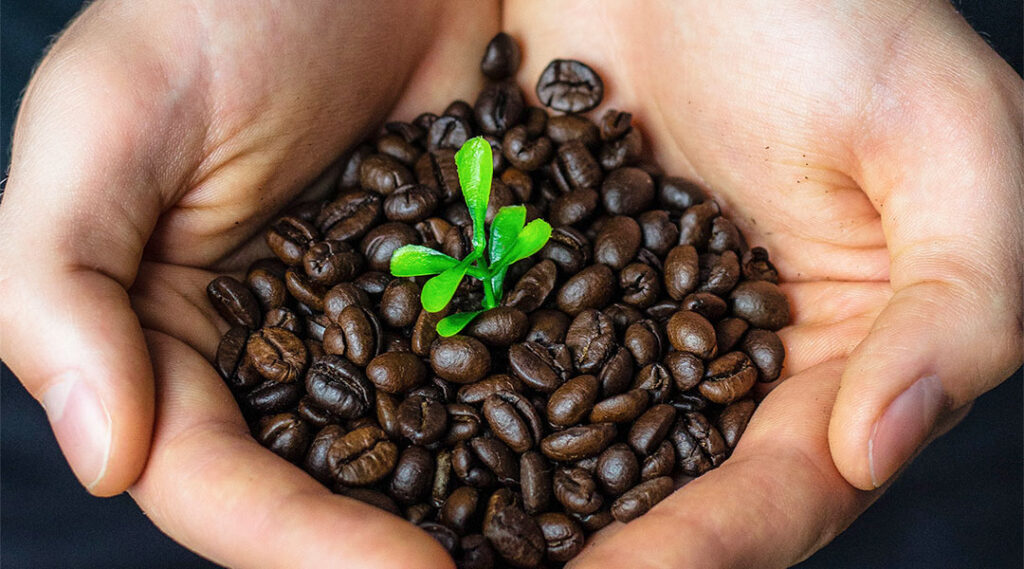 coltivazione del caffè equosolidale