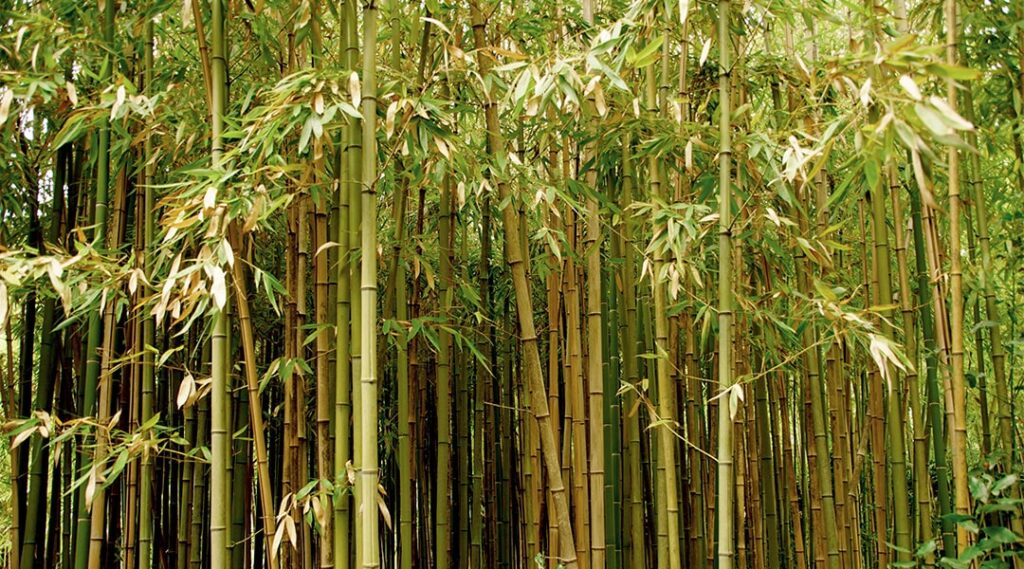 alberi di bambù