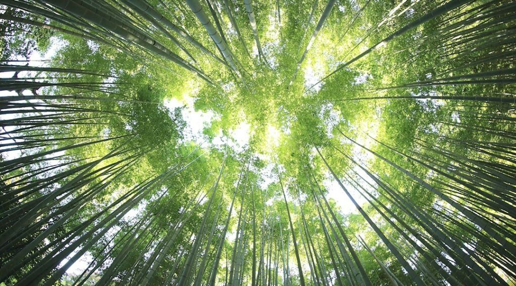 foresta