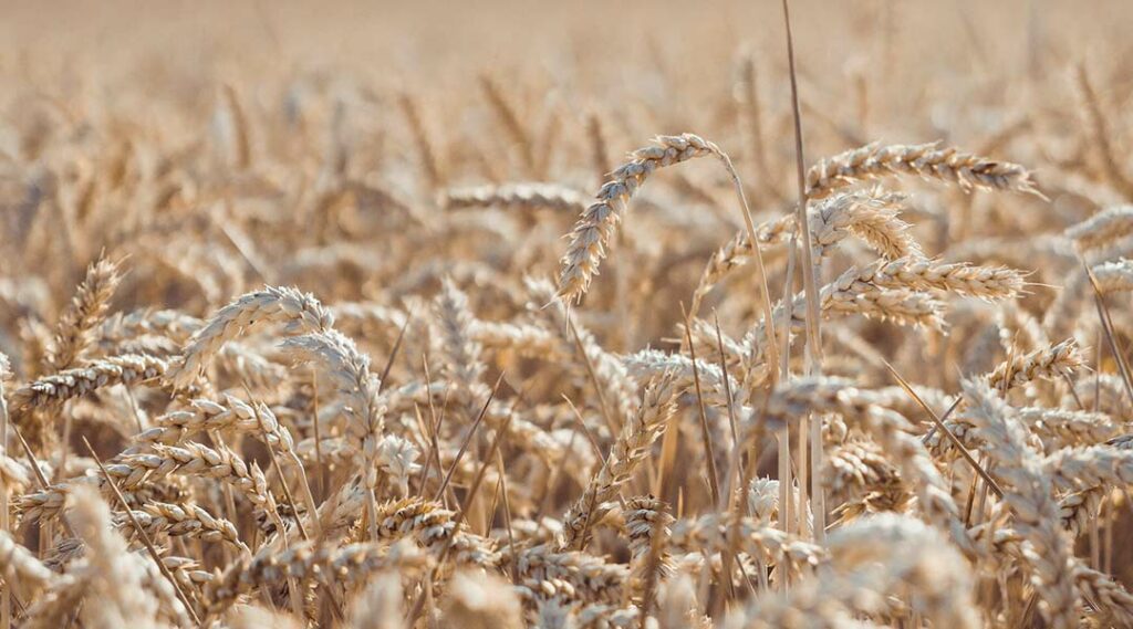 campo di paglia di grano