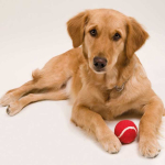 Pallina per animali domestici in gomma rivestita di materiale morbido color rosso prima vista