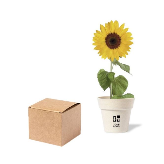 Vasetto con semi di girasole e substrato