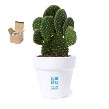 Vasetto di terracotta bianco con terreno di coltura e semi di cactus Vasetto di terracotta bianco con terreno di coltura e semi di cactus